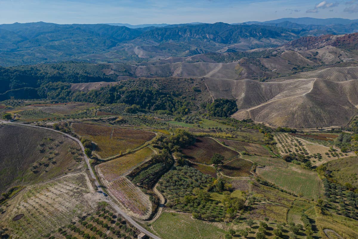 Perché il Cirò Classico Docg sarà un vanto per la Calabria (e per tutta l'Italia)